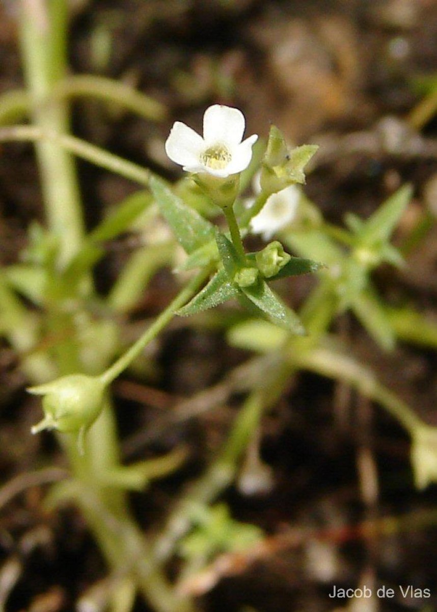 Mitrasacme prolifera R.Br.